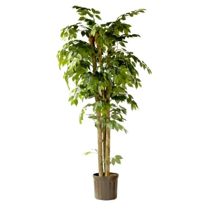 PLANTA FICUS VERDE 4 RAMAS