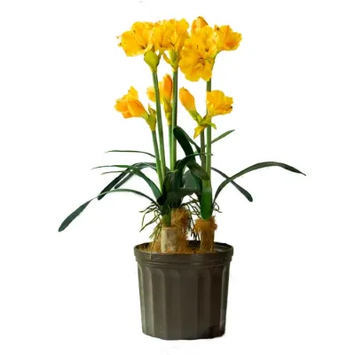 PLANTA ORQUIDEA LILY AMARILLA