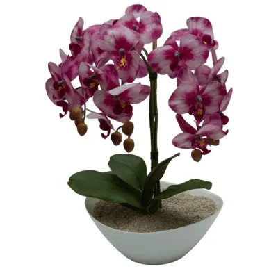 Planta Orquidea Morada Tye