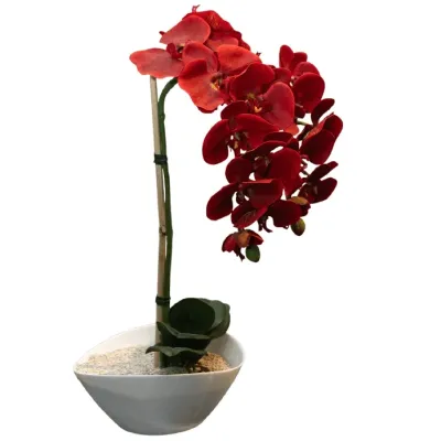 Planta Orquidea Roja 