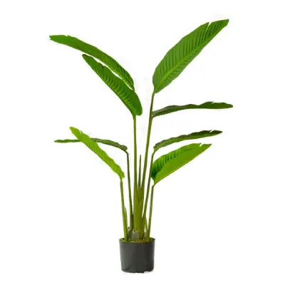 Planta de platanillo