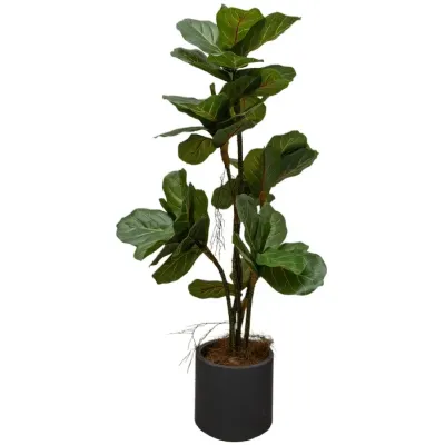 Ficus Lyrata Verde