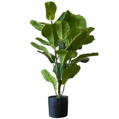 Ficus Lyrata  Verde 60cm