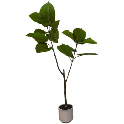 Ficus Umbellata Blanca