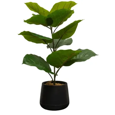 Ficus Umbellata
