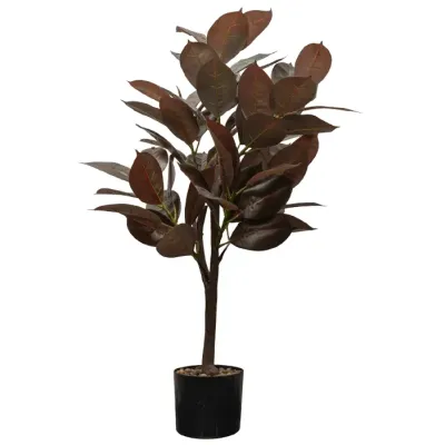 Planta Arbol De Caucho Vino