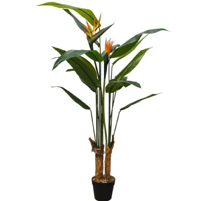 Planta Ave Del Paraiso