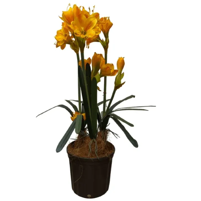 PLANTA AMARILYS AMARILLA