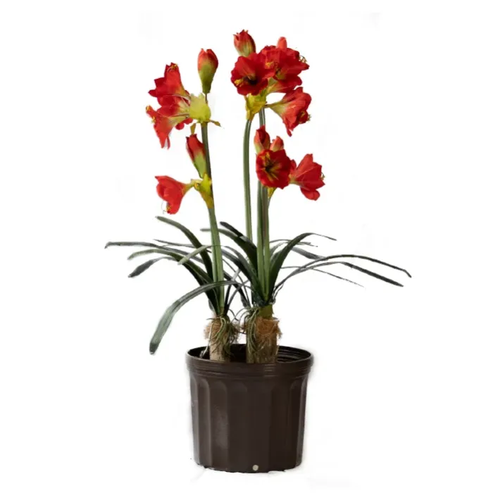 Planta amarilys roja