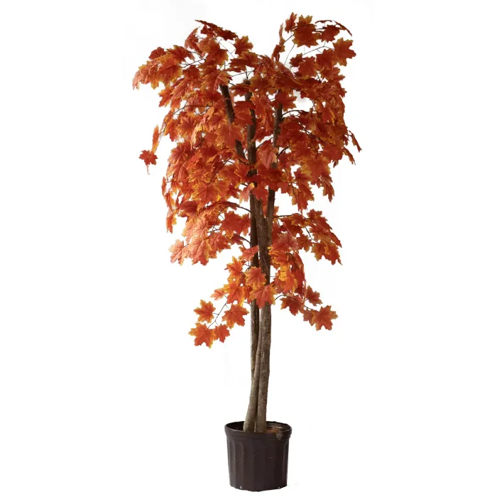 PLANTA MAPLE NARANJA