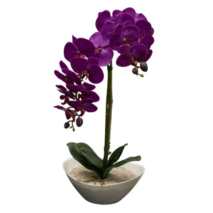 Planta orquidea morada oscura