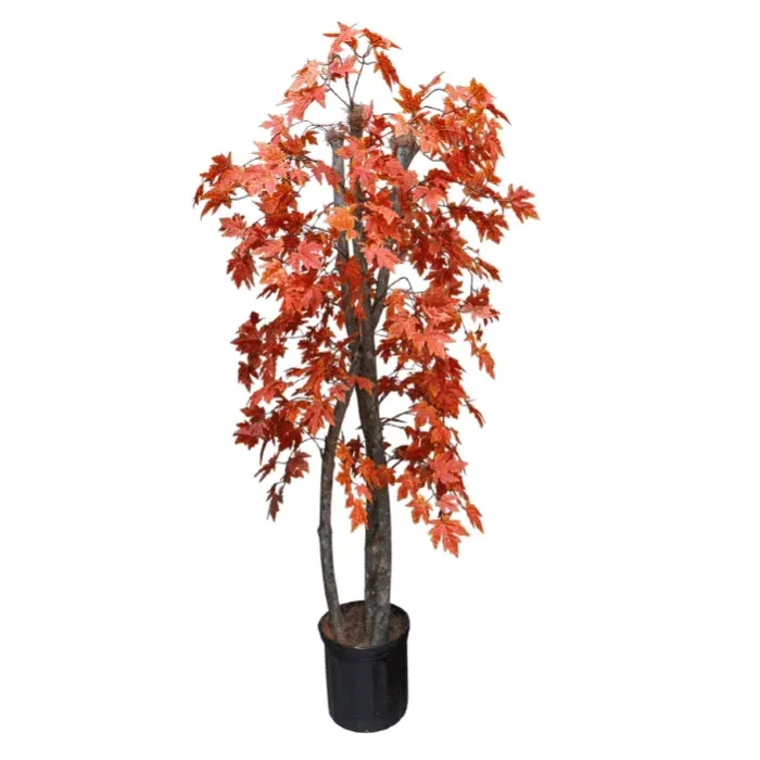 Arbol maple japones
